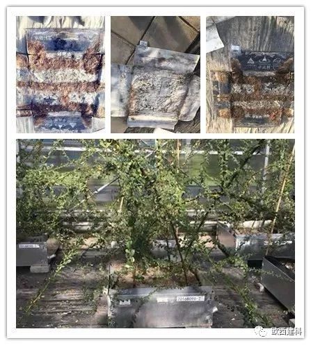【喜大普奔】歐西建科耐根穿刺防水卷材順利通過北京園林所檢測！